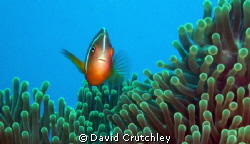 A cheeky clownfish watching me whilst i watching him by David Crutchley 